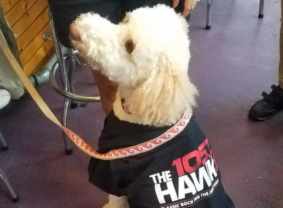 Check Out These Dog Friendly Restaurants in Ocean County