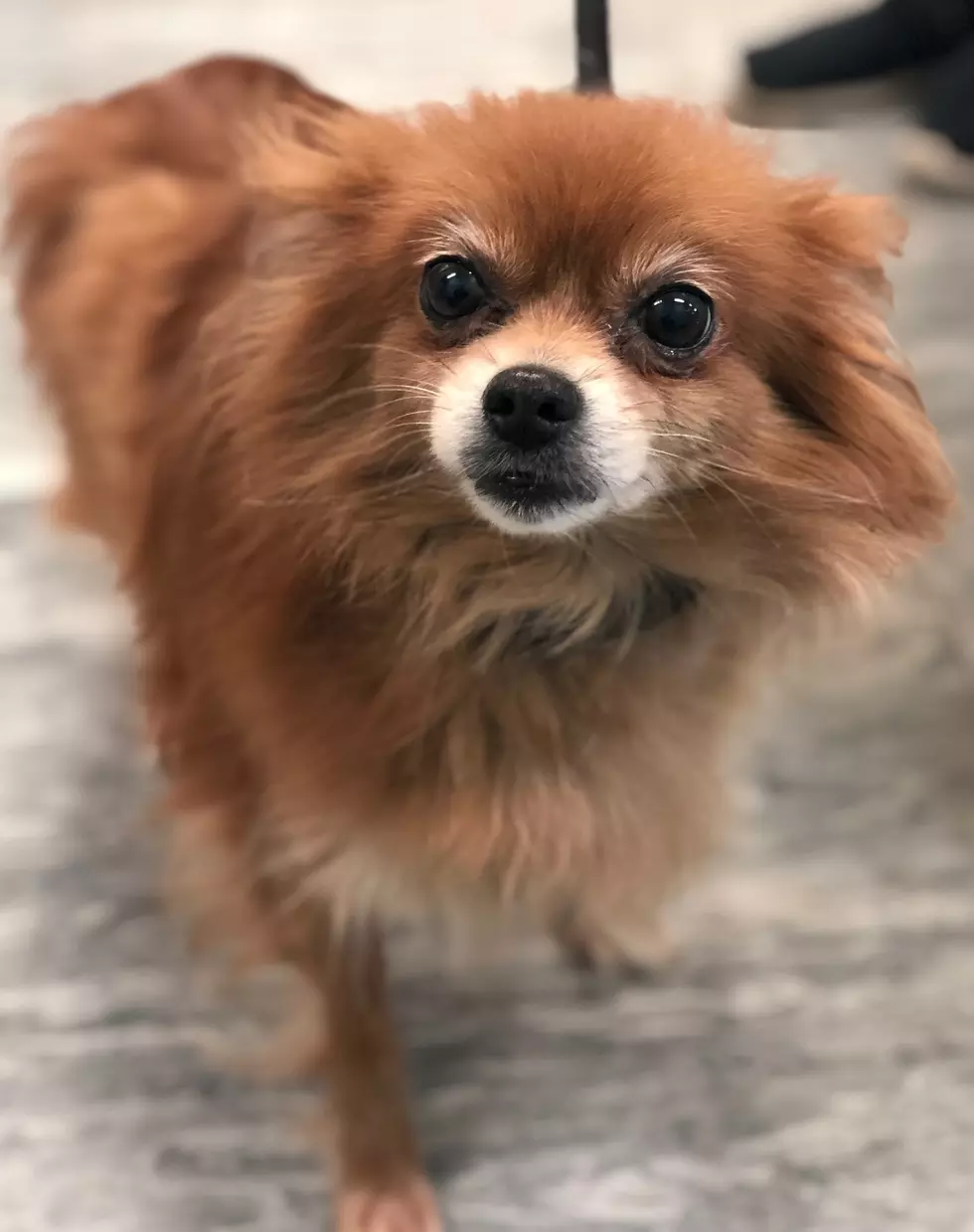 24 Dogs rescued from hoarding situation in Ocean County