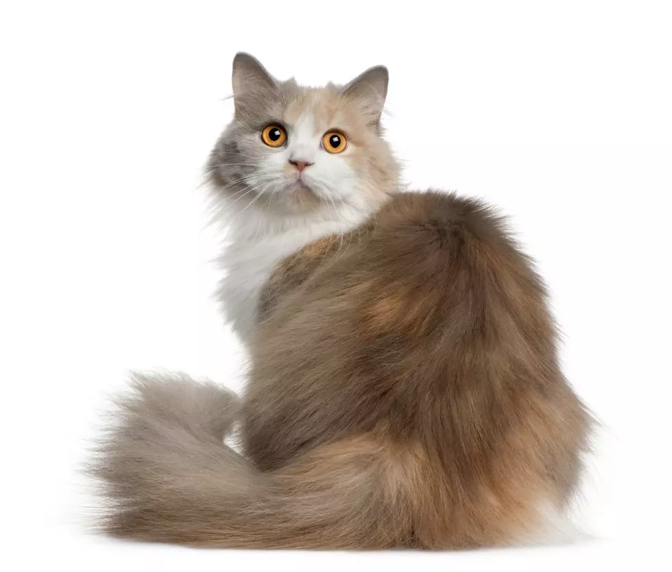 What Happens When Your Cats Butthole Interrupts Your Online Class?